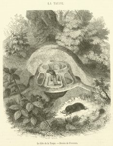 Het hol van de mol
