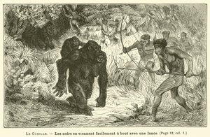 De Gorilla door French School