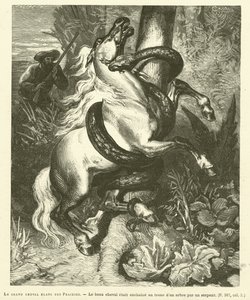 Het grote witte paard van de prairies