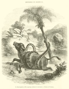 De Sucuruyuba of waterboa, Eunectis murinus door French School