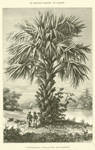 De gigantische Talipot