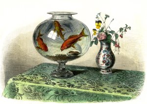 Le cyprin dore (Cyprinus Auratus) - Plaat uit Histoire Naturelle door Bernard Germain de Lacepede (1856-1925), editie P.Furme, Parijs