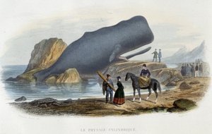 De physale cylindrical (gestrande walvis) - in 