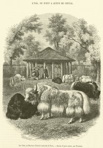 De Yaks, in het Museum voor Natuurgeschiedenis van Parijs (gravure) door French School