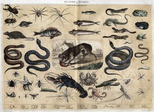 Les animaux nuisibles. Gravure van 1860 in 