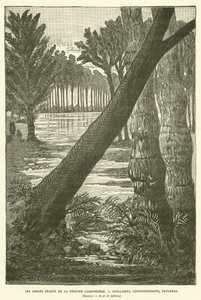 De reuzenbomen van de Carboon-periode door French School