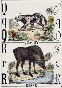 Letter Q Quachy (Zuid-Amerikaanse leeuwenhond); R Rendier. Gravure in 