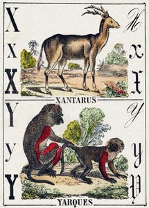 Letter X Xantarus; Y Yarques. Gravure in "Alphabet des animaux sauvages". 9e Serie. Beeld van Epinal, Pellerin, drukker-uitgever, circa 1870. Gravures op hout, gestencild. 16 pagina