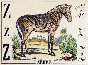 Letter Z Zebra. Gravure in 