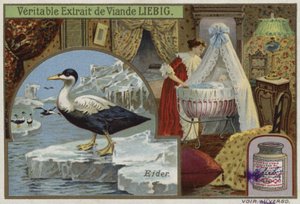 Liebig kaart met een eider