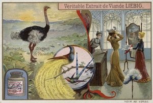 Liebig kaart met afbeeldingen van vogels door French School