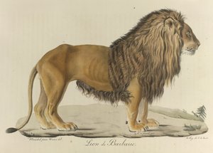 Barbarijse leeuw, uit Histoire Naturelle des Mammifères (kleur litho) door French School