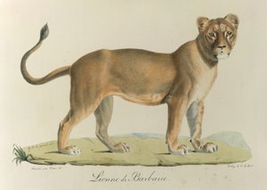 Barbarijse leeuwin, uit Histoire Naturelle des Mammifères (kleur litho) door French School