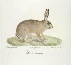 Gewone haas, uit Histoire Naturelle des Mammifères (kleur litho)