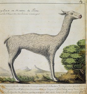 Lama, Peru, aquarel uit logboek van Jacques Gouin de Beauchesne, kapitein van Compagnie royale de la Mer du Sud, van 1698 tot 1701, Frankrijk