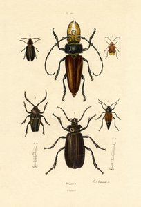 Langhoornkevers