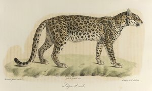 Luipaard, mannetje. Een mannelijke luipaard, uit 