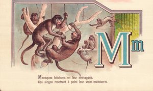 M: Makaak folders in hun menagerie, Deze apen tonen hun ware sluwheid door French School