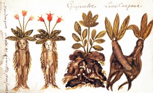 Mandragora, gember, Luna Campana door French School