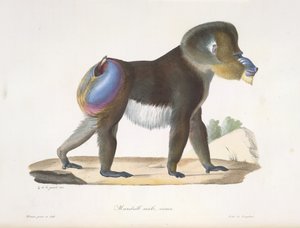Oude mandril baviaan, uit Histoire Naturelle des Mammifères door French School