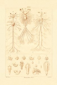 Metamorfose