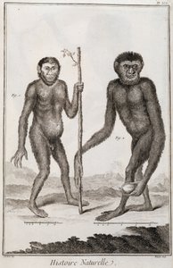 Apen Jocko en Gibbon door French School