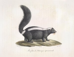 Stinkdier, uit Histoire Naturelle des Mammifères door French School
