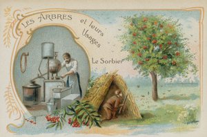 Lijsterbes