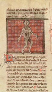 Anatomisch figuur, uit La Chirurgie de Maitre Henri de Mondeville