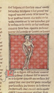 Anatomisch figuur, uit La Chirurgie de Maitre Henri de Mondeville
