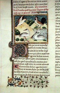 De eigenschappen van vogels, uit Livre des Proprietes des Choses door Barthelemy l