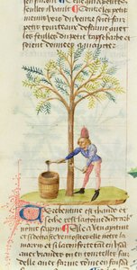 Ms Est 28 M.5.9 fol.165r Het verzamelen van terpentijn, uit Grand Herbier door Pedanius Dioscorides (c.40-90 n.Chr.) door French School