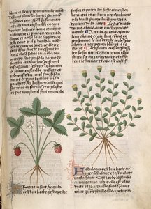 Ms Est 28 M 5.9 fol.75r Aardbeiplant, uit 