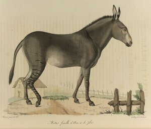 Hybride. Een kruising tussen een ezel en een zebra, uit Histoire Naturelle des Mammifères (kleur litho)