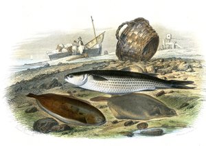 Harder (Mugilidae), Tong (Solea Vulgaris), schol (Microstomus Kitt) - Plaat uit Natuurlijke Geschiedenis door Bernard Germain de Lacepede (1856-1925), editie P.Furme, Parijs door French School