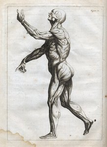 Menselijke spieren - gravure in "Abstracte Anatomie, aangepast aan de kunsten van schilderen en beeldhouwen" - "Abrege d