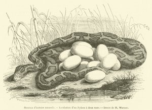 Natuurhistorisch museum, Incubatie van een Python met twee strepen door French School