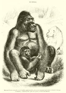 Natuurhistorisch museum, De gorilla door French School