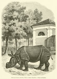 Natuurhistorisch Museum, in Parijs, jonge neushoorn door French School