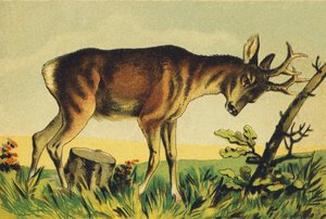 N Nangueur (vulgair naam van de lama-antilope) door French School