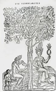 Nana fuit, geneeskrachtige plant, illustratie uit Singulariteiten van Frankrijk Antarctique, door Andre de Thevet, 1558 door French School