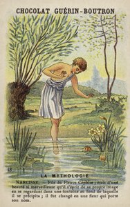 Narcissus door French School