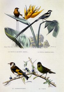 Natuurhistorische Plaat: Vogels: La Veuve à quatre brins, La Veuve dominique, Le chardonneret, Le Tarin - werken van Buffon, volume V, 19e eeuw