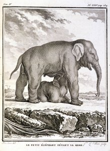 Natuurhistorische plaat: Het kleine olifantje plaagt haar moeder - in 