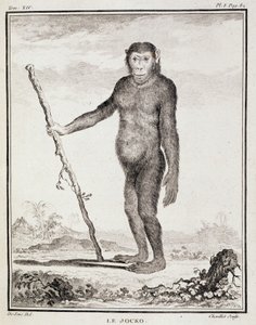 Natuurhistorische plaat: De jocko - in 