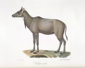 Nilgau mannetje. Nylgau antilope, uit Histoire Naturelle des Mammifères door French School