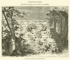 Nieuwe manier om aardbeien te kweken (gravure)