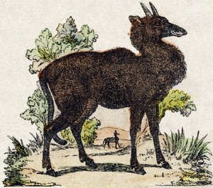 Nyl-ghau (Nyl ghau, Indiaas dier). Gravure in "Alphabet des animaux sauvages". 9e Serie. Beeldvorming van Epinal, Pellerin, drukker-uitgever, circa 1870. Houtsneden, gestencild. 16 pagina
