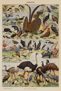 Vogels door French School