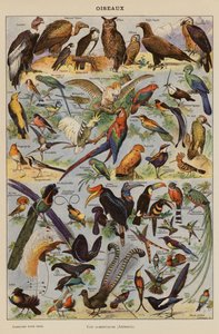 Vogels door French School